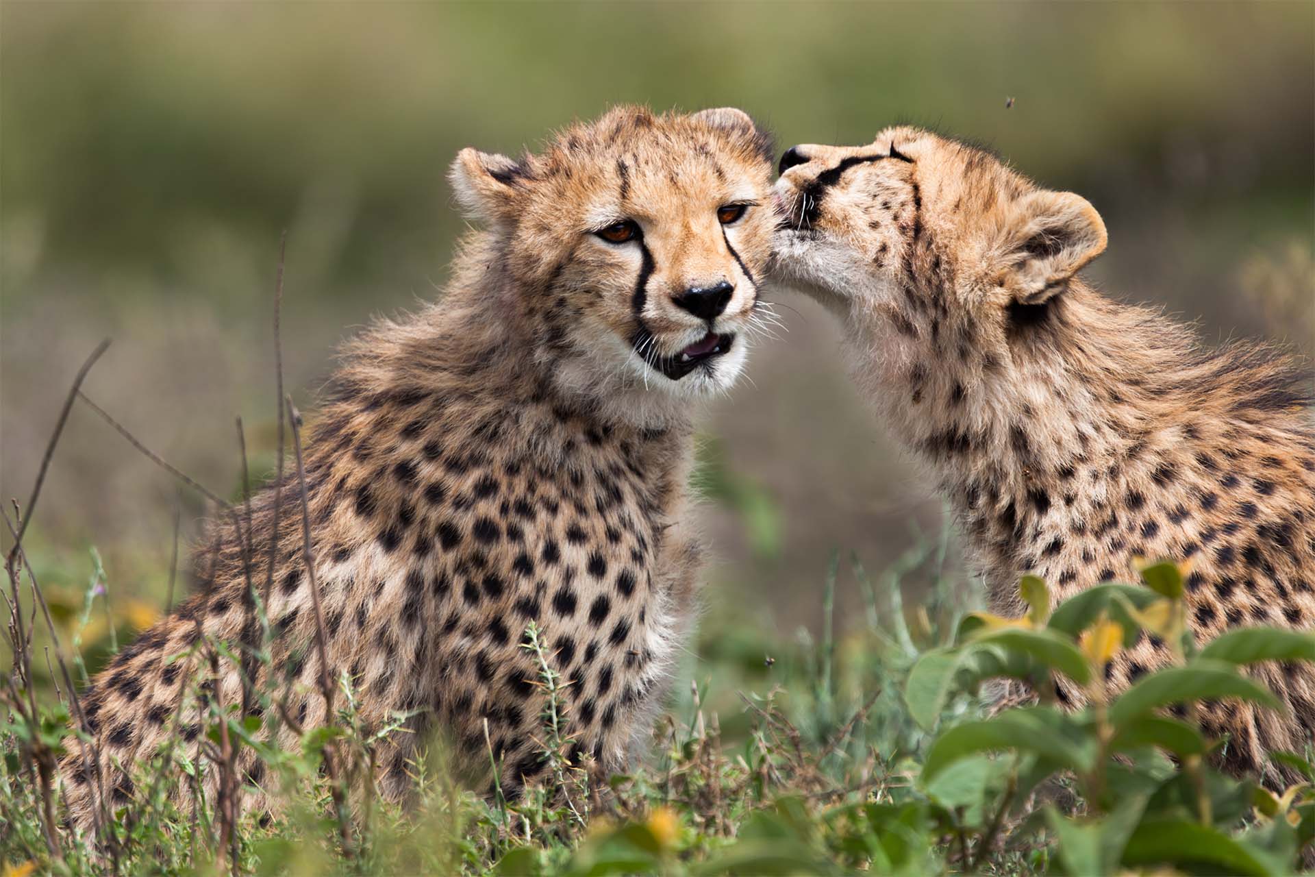 8-Day Northern Circuit Safari | Full Coverage | Generous Tours & Safaris gallery 2